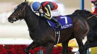 【根岸S予想】前走の距離と着順が重要!? 高齢馬の「取捨選択ポイント」とは