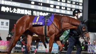 兵庫ジュニアグランプリ覇者セキフウがサウジダービーの招待を受諾