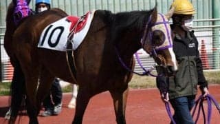 現役最高齢馬は18歳/島田明宏