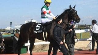 【次走】連勝中のセレシオンはすみれSへ　友道師「前走も真面目に走っていない」