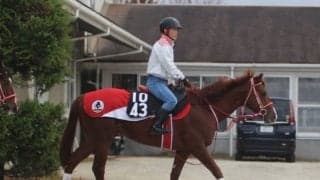 【東京新聞杯】ホウオウアマゾン陣営「臨戦態勢は整っています」/ねぇさんのトレセン密着