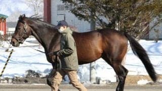 2022年種牡馬展示会シリーズ開始 イーストスタッド種牡馬展示会