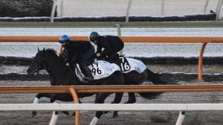 【共同通信杯想定騎手】ダノンスコーピオンは川田将雅騎手、ジオグリフはC.ルメール騎手