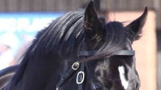 新種牡馬コントレイルなど31頭がお披露目　社台SSで種牡馬展示会を開催