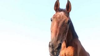 星になったキョウエイボーガン　“ヒール役”でも... たくさんの愛情に包まれた第二の馬生