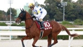 【海外競馬】米三冠競走に日本馬17頭が登録　セキフウ、ホウオウルーレットなど
