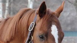 雄大な馬格で迫力満点な2頭が登場 レックススタッド種牡馬展示会