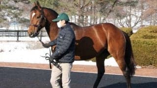 9頭の種牡馬がお披露目 日本軽種馬協会静内種馬場種牡馬展示会