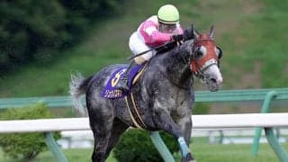 【ドバイゴールデンシャヒーン】リュウノユキナ・レッドルゼル・コパノキッキングなど21頭が予備登録