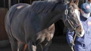 今年は5頭の新種牡馬が加わったアロースタッド種牡馬展示会