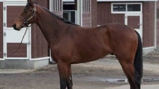 【JRA新馬戦】ミッキークイーンの初仔ミッキーキングなどがデビュー