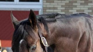 キセキなど新種牡馬も登場 2022年ブリーダーズSS種牡馬展示会が開催