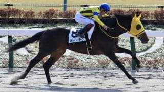 【新馬/東京3R】ストロングリターン産駒 ストレートリターンがデビューV