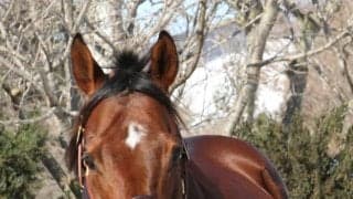 新種牡馬ベンバトルなど登場　ビッグレッドファームで種牡馬展示会が開催