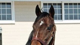 優駿SSで種牡馬展示会　インディチャンプ、ワールドプレミアなどが登場