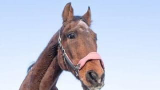 ミホノブルボン3冠阻止の“引き立て役”キョウエイボーガンが長生きできたワケとは？