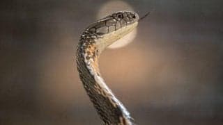 南米で試合中に巨大なヘビが侵入で騒然…そのサイズに「怖すぎる」「こんなの初めて見た」