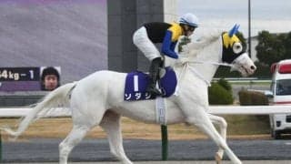 【フェブラリーS前日オッズ】白毛馬ソダシが4.7倍で1番人気