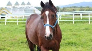 リヤンドファミユ産駒がJRA初勝利、小倉1RでエアフォースワンがV