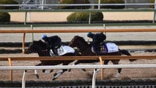 【中山記念想定騎手】ダノンザキッドは川田将雅騎手、カラテは菅原明良騎手