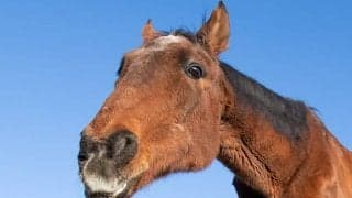 天国へ旅立ったキョウエイボーガン「最後は目で合図して...」