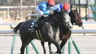 【阪急杯枠順確定】グレイイングリーンは7枠12番、クリノガウディーは8枠14番