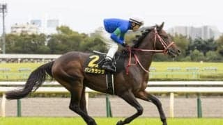 【中山記念】パンサラッサ陣営「馬運車乗る時も楽しそうで遠征好き」/ねぇさんのトレセン密着