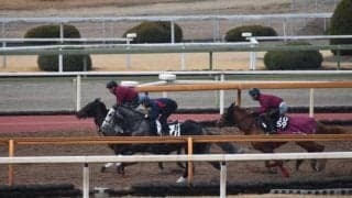 シフルマン、金鯱賞1週前追い切り速報/栗東トレセンニュース