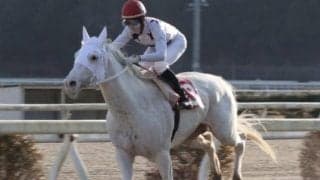  【地方競馬】高知競馬初の白毛馬デルマイダテンが引退 今後は乗馬に