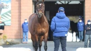 【海外競馬】ディープインパクト、モーリス産駒が豪ギニーで1・2番人気に