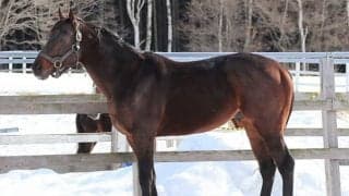 【地方競馬】重賞6勝馬キャプテンキングが種牡馬入り 的場調教師「これからも忘れられない1頭になると思います」