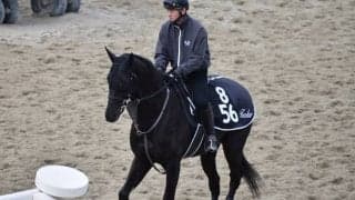 ドーブネ、スプリングS1週前追い切り速報/栗東トレセンニュース