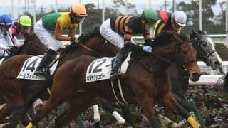 【フラワーC想定】“薔薇一族”スタニングローズ、キタサンブラック産駒キタサンシュガーなど12頭