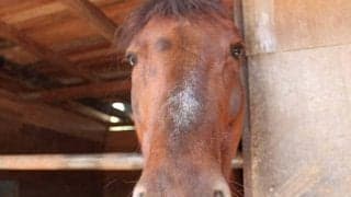 34歳馬でも勝てる「ソフト競馬」 将来的には中央、地方に次ぐ“第三の競馬”に