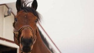 ブラストワンピースがノーザンホースパークに到着　乗馬として第二の馬生を過ごす