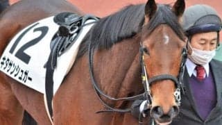 【フラワーC前日オッズ】キタサンシュガーが3.5倍で1番人気