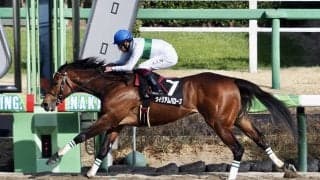 【韓国馬事会杯】断然人気 ウィリアムバローズが6馬身差圧勝