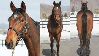 インゼルサラブレッドクラブが“エネイブルの甥”再募集馬発表！初年度の手ごたえ、そして将来の展望は？--代表・大住拓哉氏に聞く