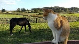  天国へ旅立って1年…皆から愛された名馬プリサイスエンドと猫の絆