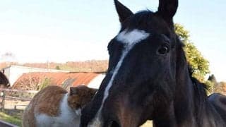 プリサイスエンドの死を「看取る」　メイショウドトウやタイキシャトルら引退馬に繋ぐ想い