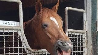 【地方競馬】今年度も『スタリオンシリーズ』を実施　水沢・盛岡・園田・高知・佐賀競馬で