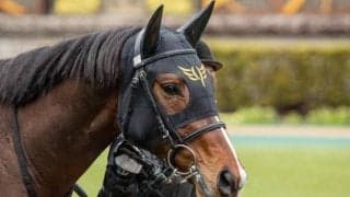 【アーリントンC見どころ】ダノンスコーピオンの巻き返しなるか