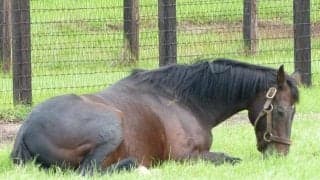 【海外競馬】エリザベス女王所有のディープインパクト産駒がイギリスで連勝