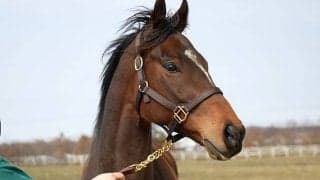 ラヴズオンリーユーが初仔を受胎！父はエピファネイア、来春に6冠ベビー誕生へ