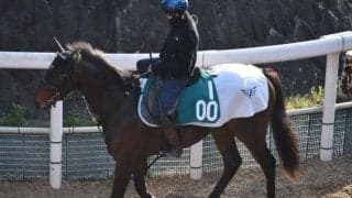 スピニングワイルドキャットの2020など、先週の入厩情報/栗東トレセンニュース