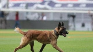 噛みついたボールを離さず…試合を止めてしまった警察犬にブーイングの嵐