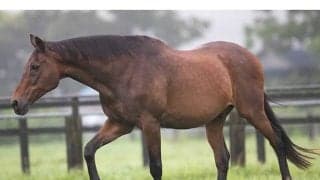 満34歳を迎えたナイスネイチャの“バースデードネーション”を実施　引退馬の再就職支援に反響続々