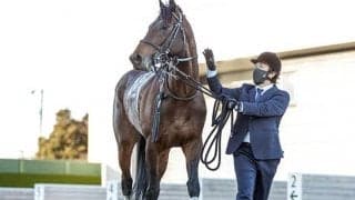 【新潟大賞典想定】中山金杯覇者レッドガラン、連勝中アルサトワ、GI・2着馬ステラリアなど16頭