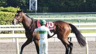 【青葉賞】ディライトバローズは右前浅屈腱を断裂
