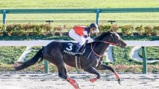 【園田・兵庫CS枠順確定】ドライスタウトは8枠12番、コンシリエーレは7枠9番